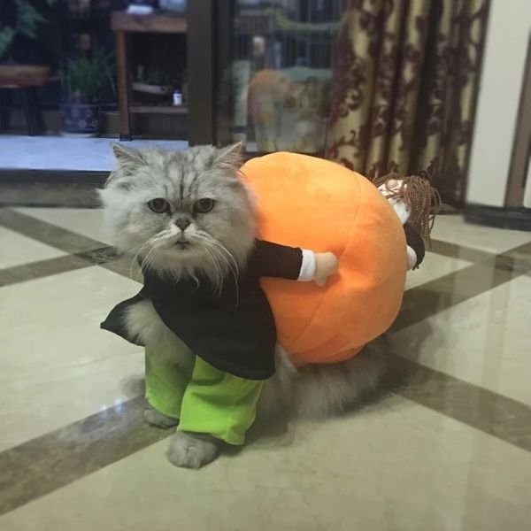 (🎃Early-Halloween Hot Sale-48%OFF) Pet Dog Pumpkin Halloween Costume