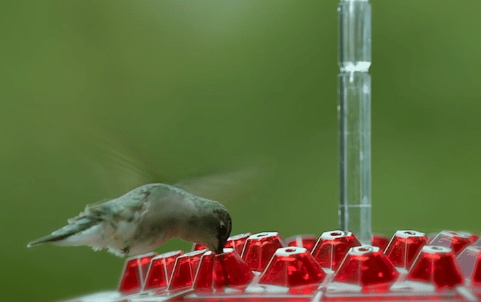 💥2022 New Year Hot Sale 50% OFF 🎉 Sweety Hummingbird Feeder With Perch And Built-in Ant Moat