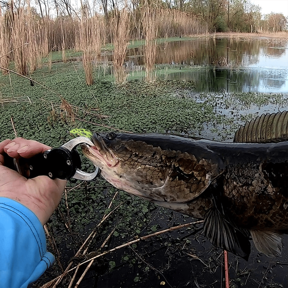 🔥Ultimate Frog Popper Bait