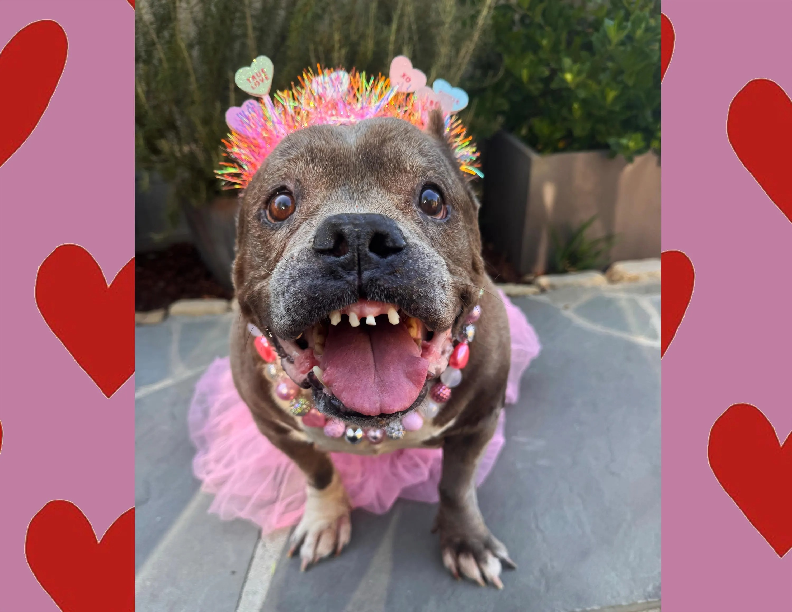 Chonkettes 2026 Calendar🐾🎄