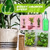 🌱 (HOT SALE-ONLY $9.99)🍀Magic Hydroponic liquid fertilizer