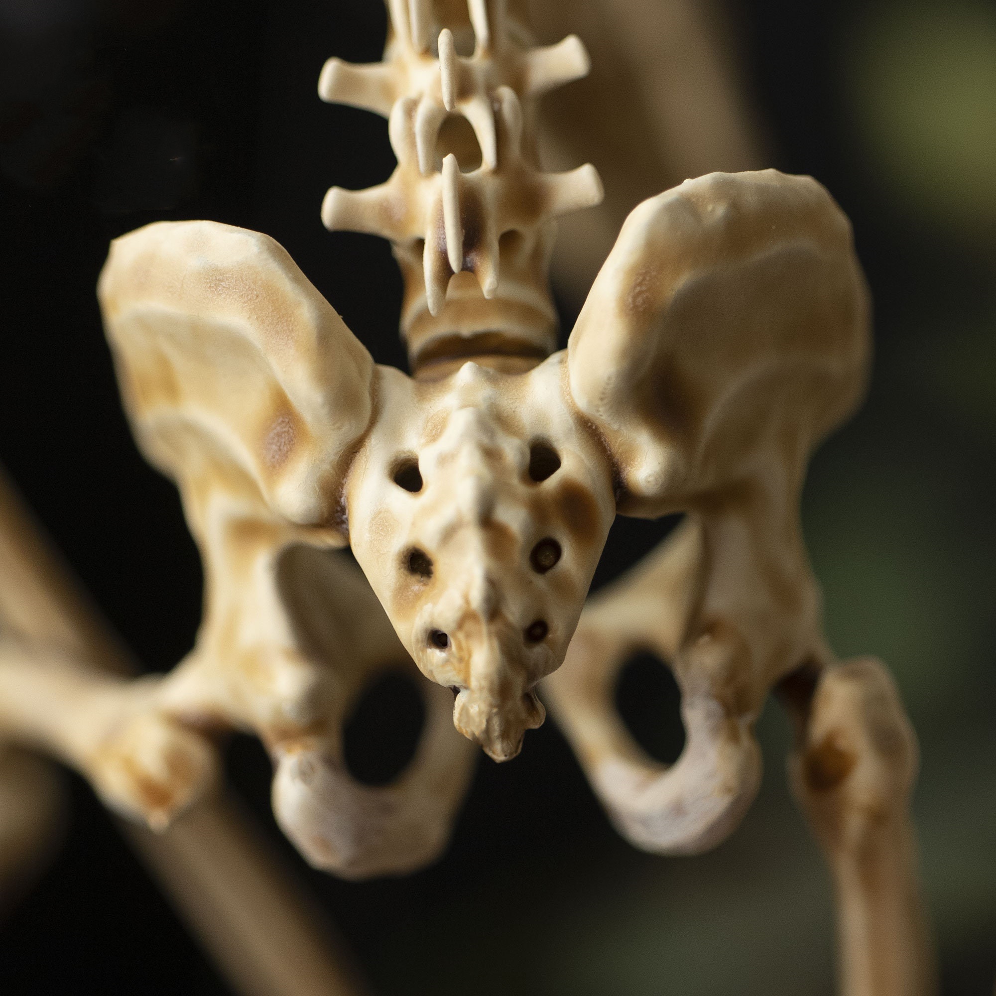 👍Last Day Promotion 60% OFF💥WENDIGO SKELETON CURIOSITY CABINET