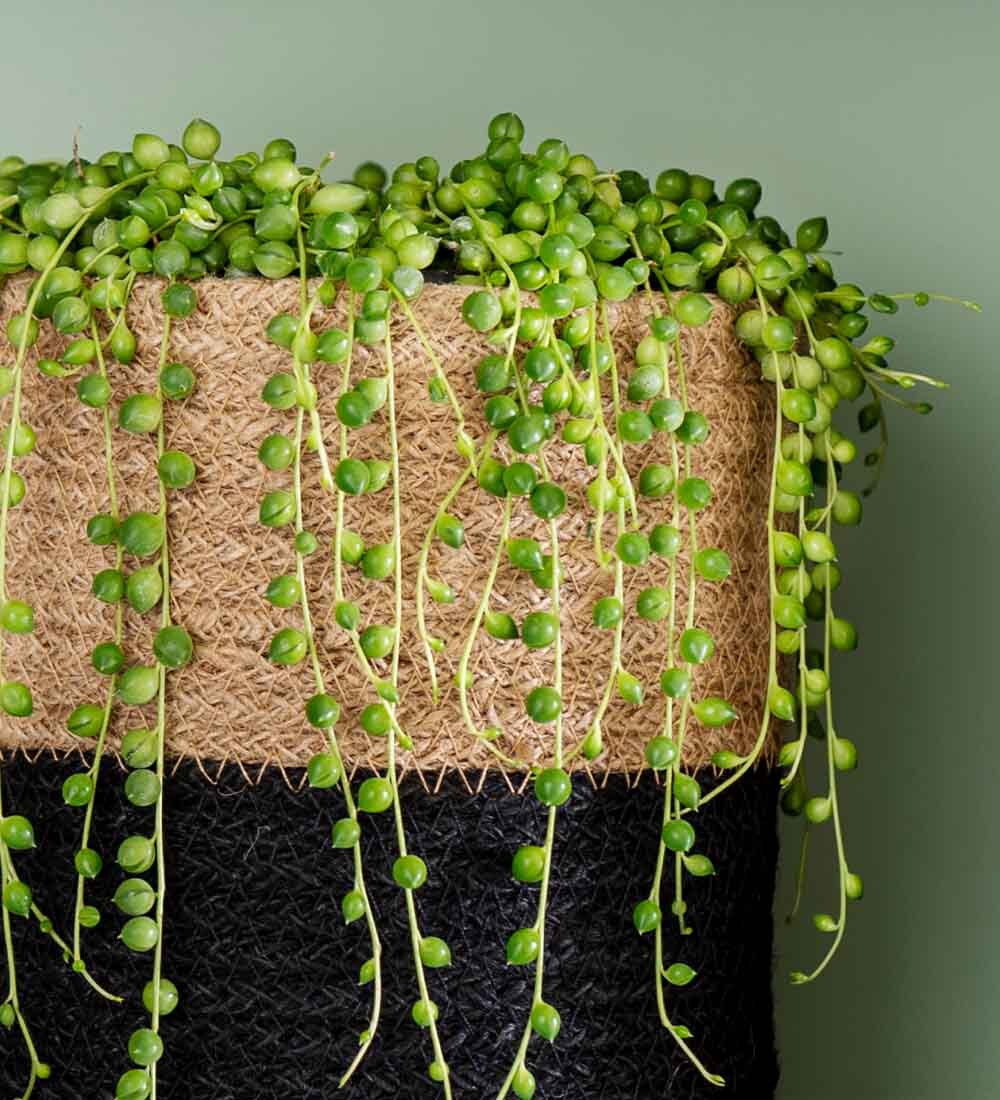 String of Pearls