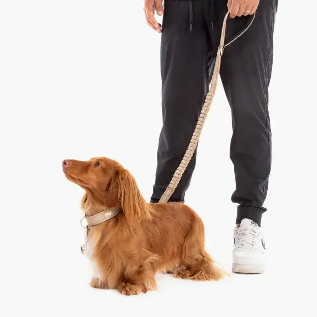 Bungee Dog Leash – Shock Absorbing, Reflective & Heavy Duty with Traffic Handle & Padded Grip Dog Leash