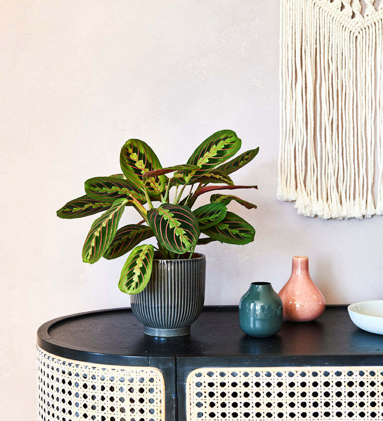 Prayer Plant & Pot