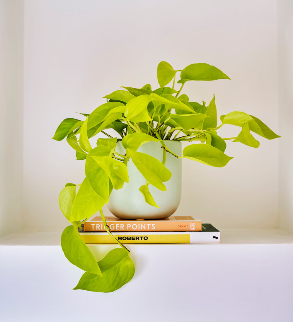 Neon Pothos