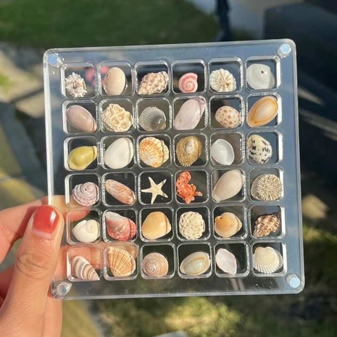 🔥Last Day Low Price in History🔥Magnetic Seashell Display Box
