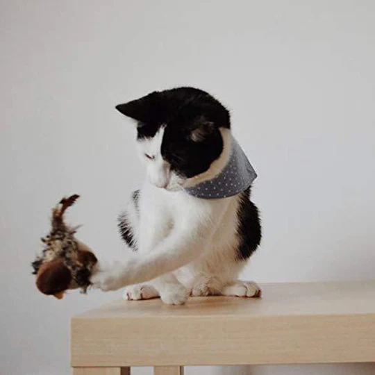 HOT SALE🔥😺Cat Toys - Analog Chirping Birds