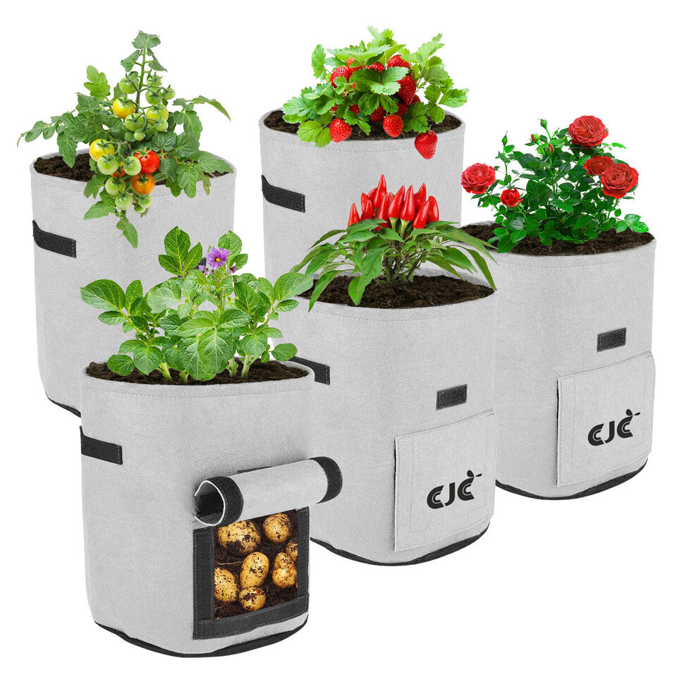 Potato Sack Plant