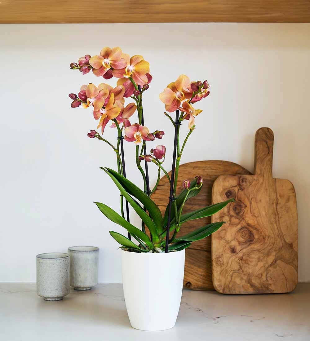 Monaco Orchid & Pot