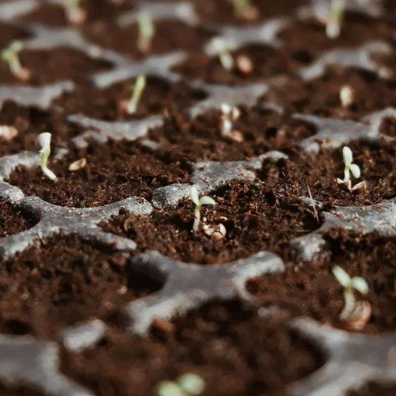 🔥Hot Sale Promotion 49% OFF - Organic Coconut Coir for Plants