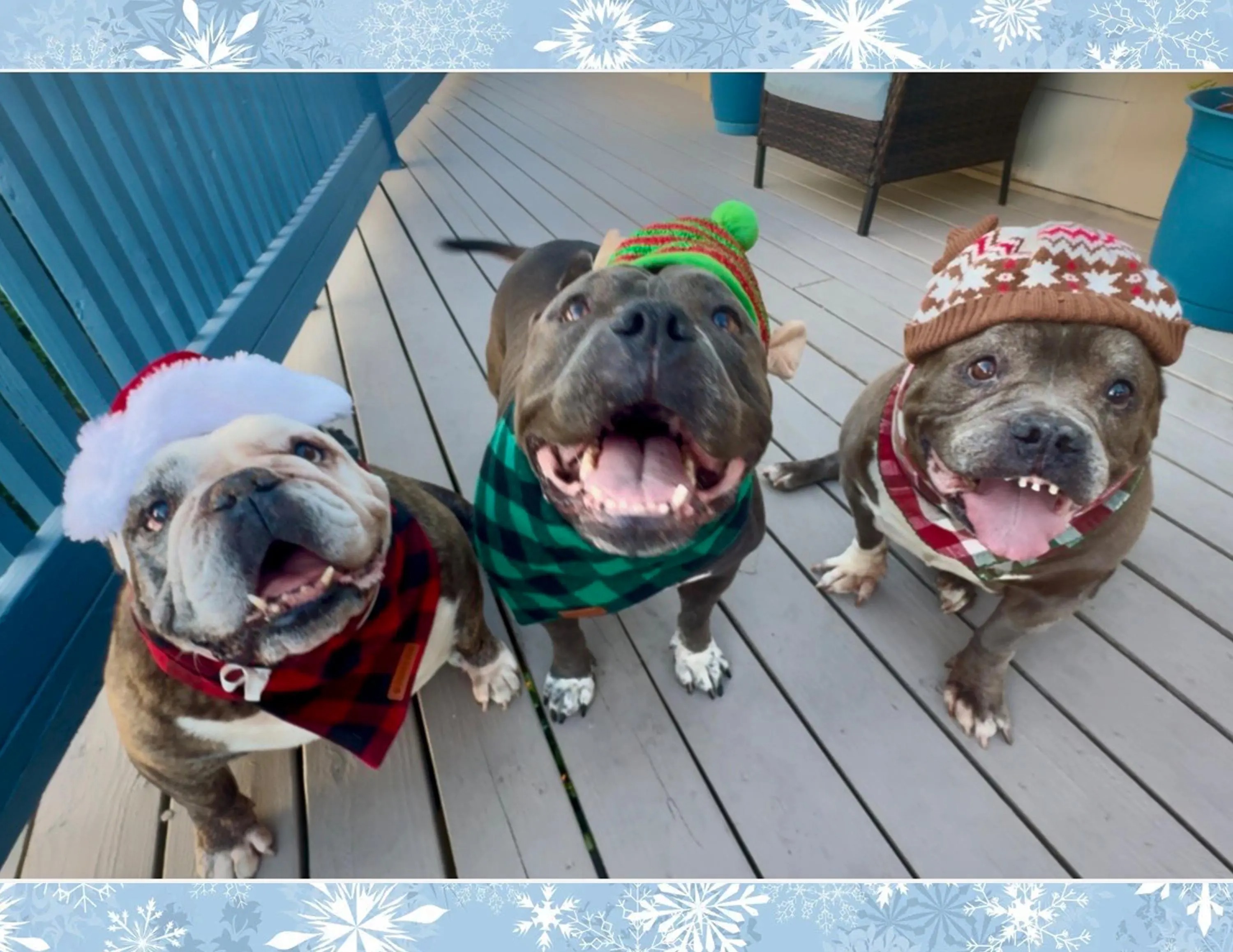 Chonkettes 2026 Calendar🐾🎄