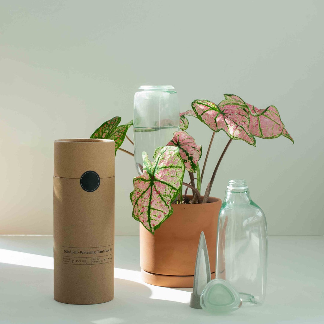 💖Last Day 50% OFF💖Self-Watering Plant Care Kit