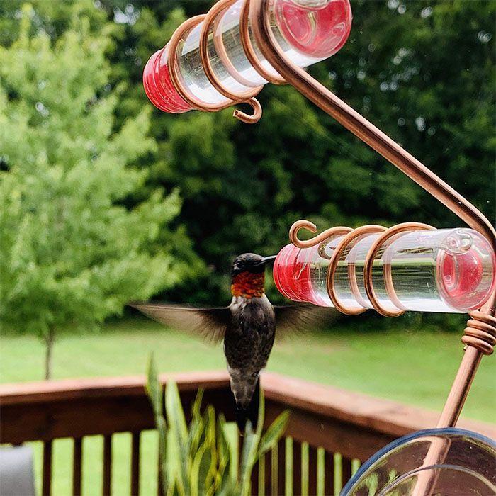 🔥Last Day 50% OFF🔥Geometric Window Hummingbird Feeder🐦BUY 3 GET 2 FREE & FREE SHIPPING