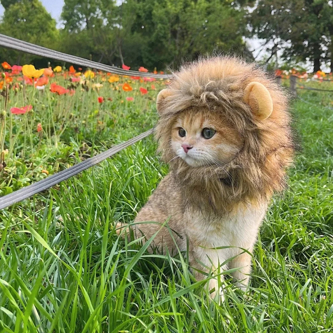 2024  King Cat Costume🔥(Last Day to Sell)