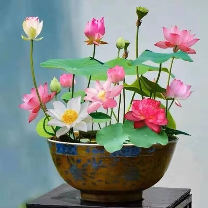 🔥Last day 45% OFF - Exotic Water Lily Flower Plant Seeds