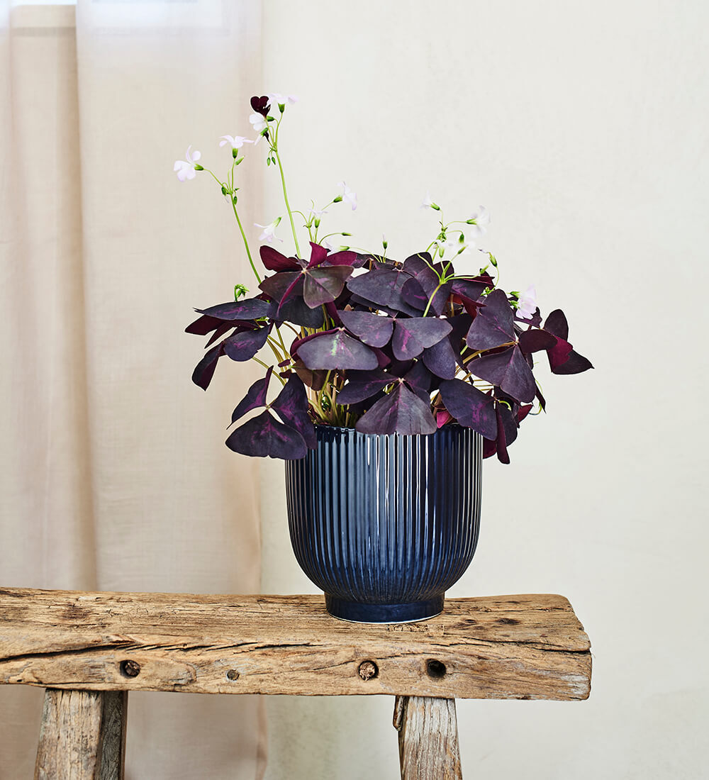 Oxalis & Ceramic Pot