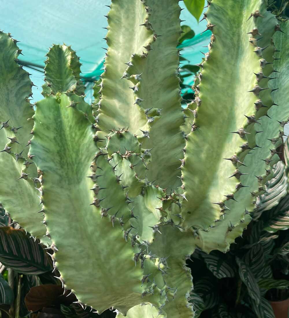 Variegated Euphorbia Erytraeae
