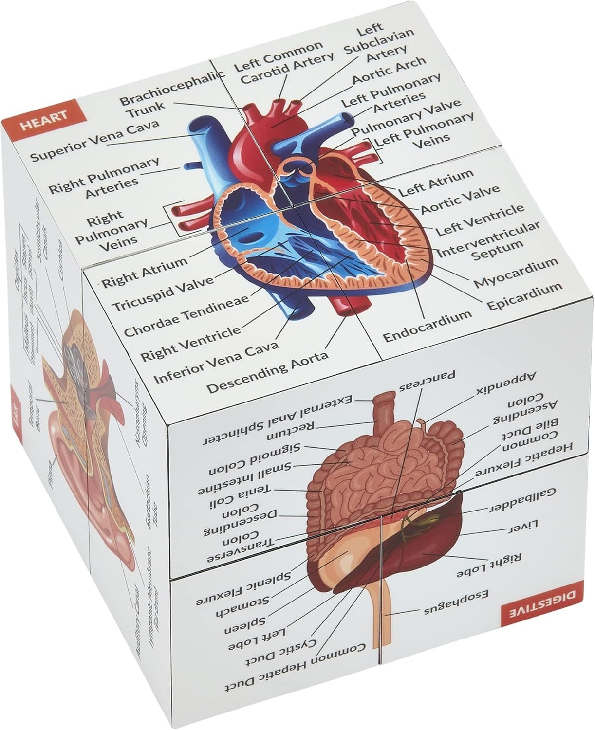 ✨Last Day 50% OFF✨Human Anatomy Study Cube | Study 9 Parts of The Human Body
