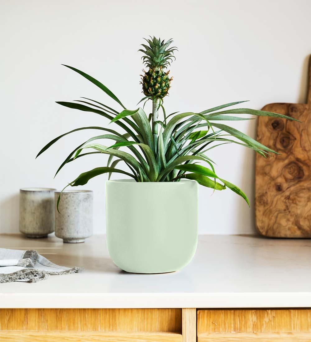 Pineapple Plant & Pot