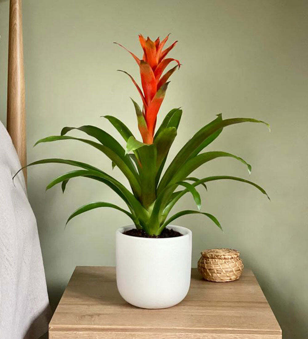 Bromelia Guzmania and Pot
