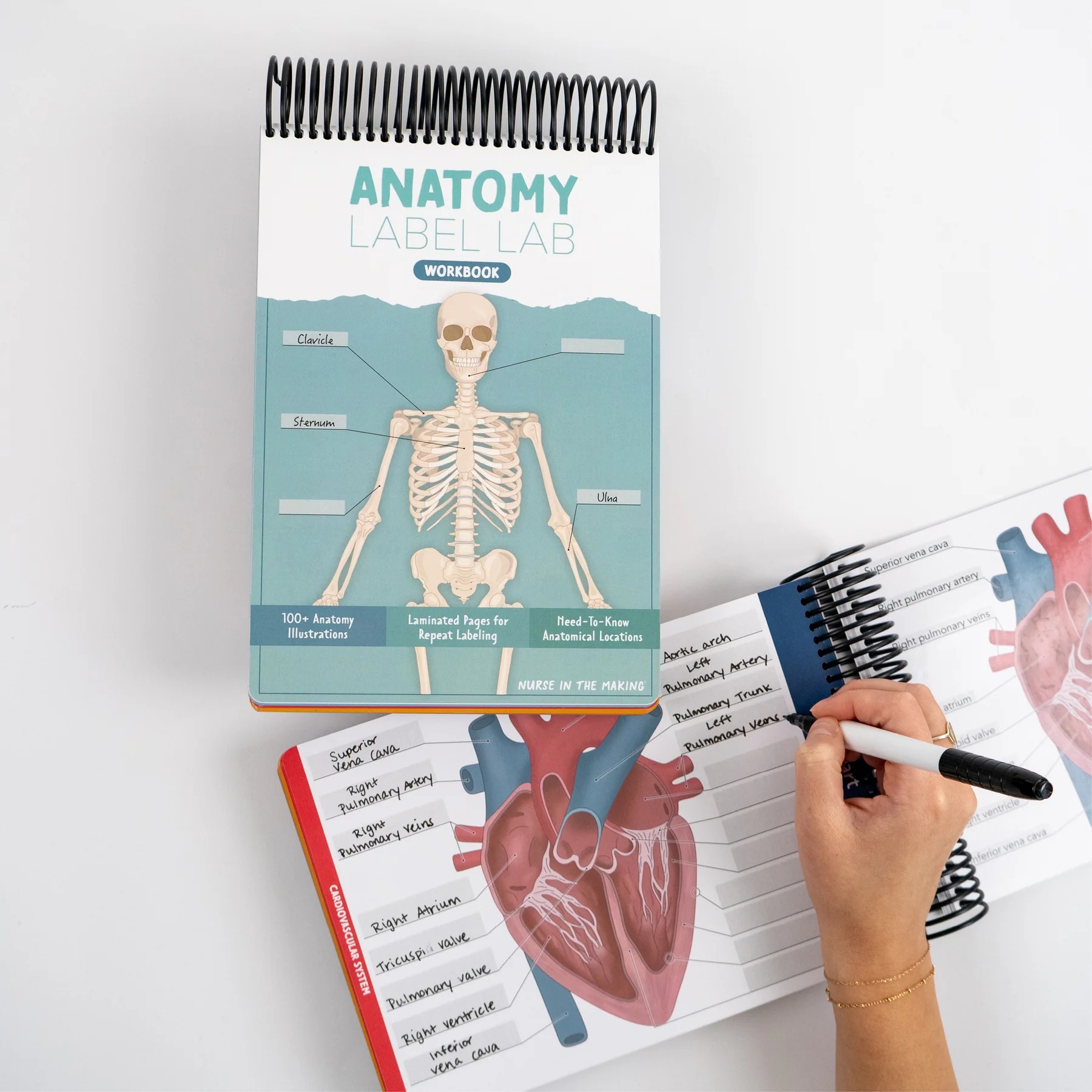 ✨Last Day 50% OFF✨Anatomy Label Lab Workbook