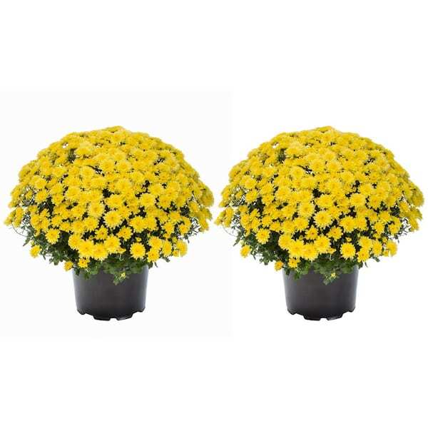 Live White Chrysanthemum (Mama) Plant