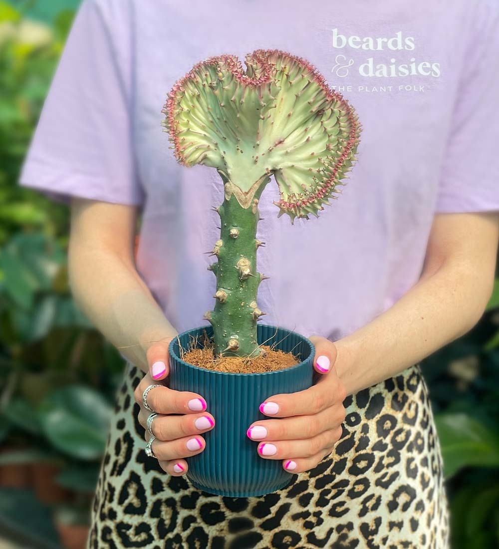 Coral Cactus