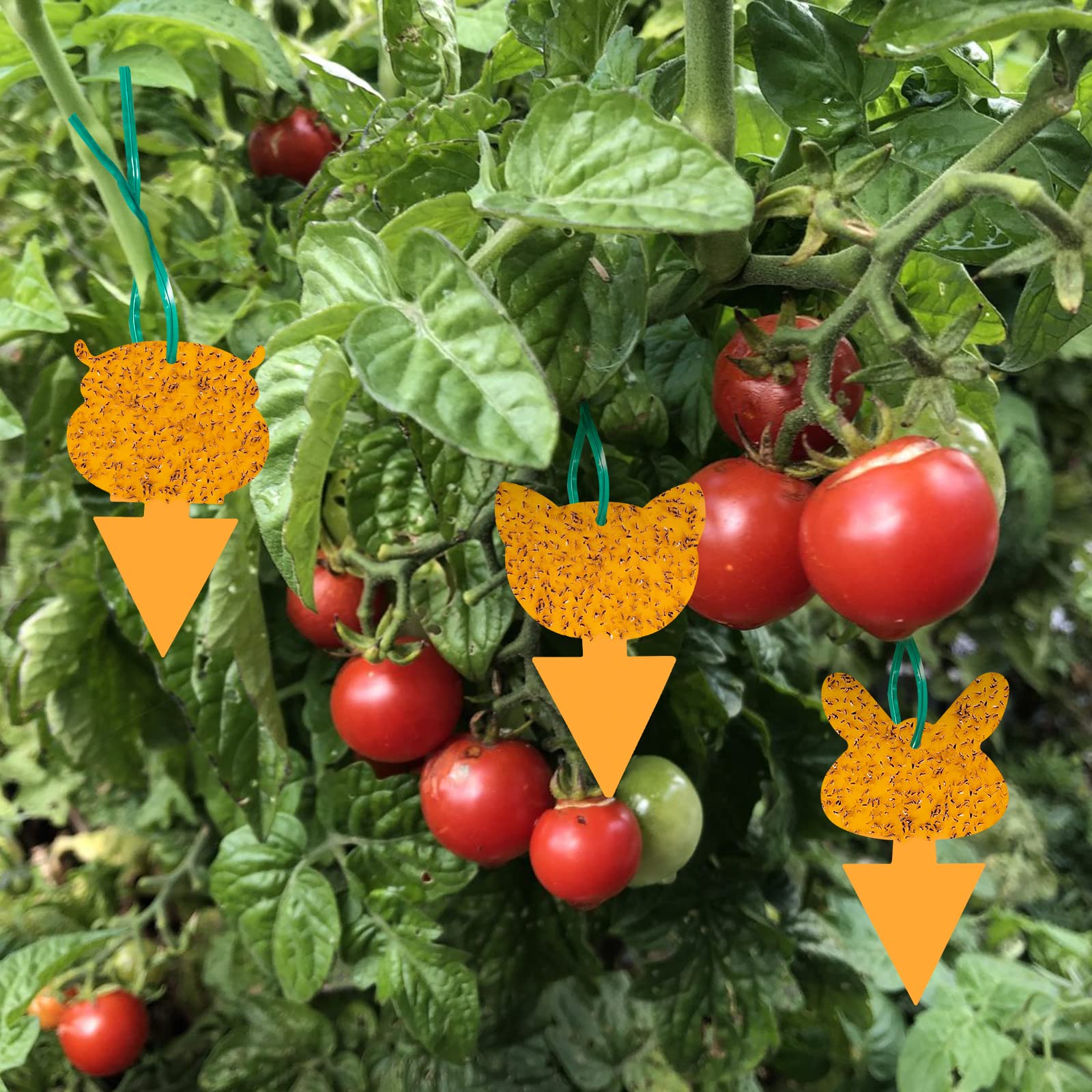 🔥Mother's Day Early Sale-[SAVE 50% OFF]--Double-sided Special-shaped Sticky Insect Trap--BUY 5 SETS GET 5 SETS FREE & FREE SHIPPING