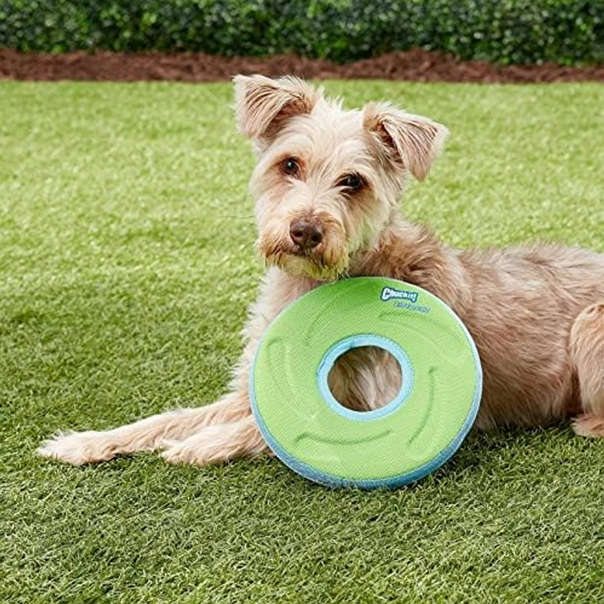 Chuckit Zipflight Flying Disc Dog Toy, Medium 8.5 Inches, Green-Blue or Orange-Blue
