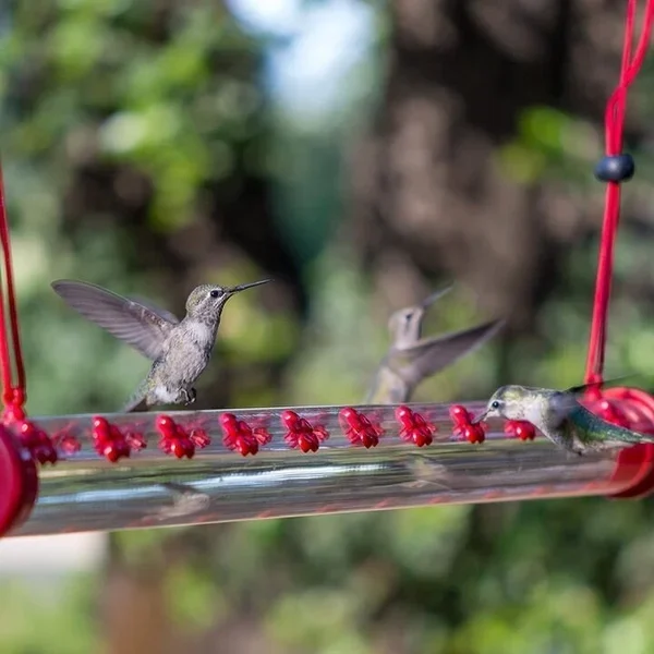 🔥Early Spring Promotion 50% OFF-Hummingbird Feeder with perch