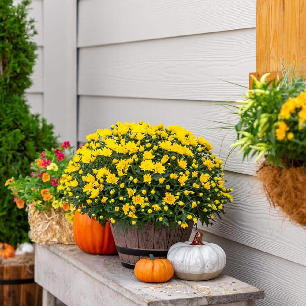 Live White Chrysanthemum (Mama) Plant