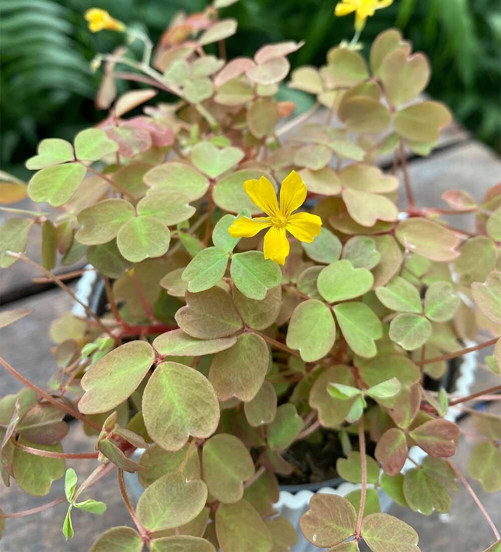 Oxalis Velvet Sunset