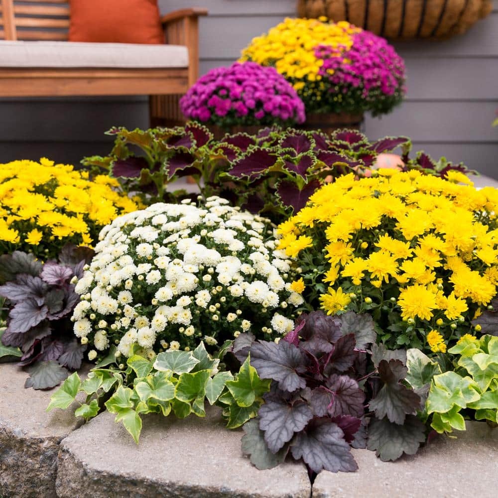 Live White Chrysanthemum (Mama) Plant