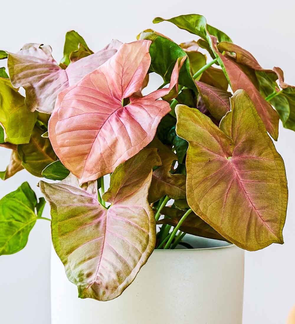 Syngonium & Pot