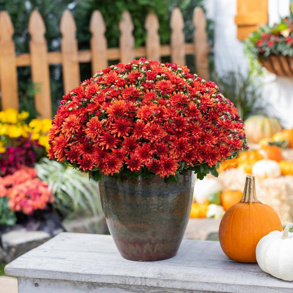 Live White Chrysanthemum (Mama) Plant