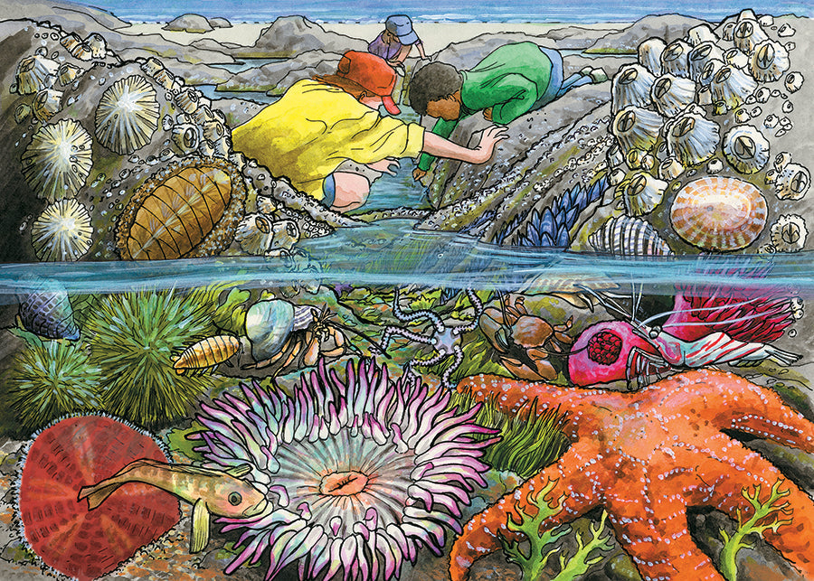 Exploring the Seashore (tray) | 35 Piece Tray