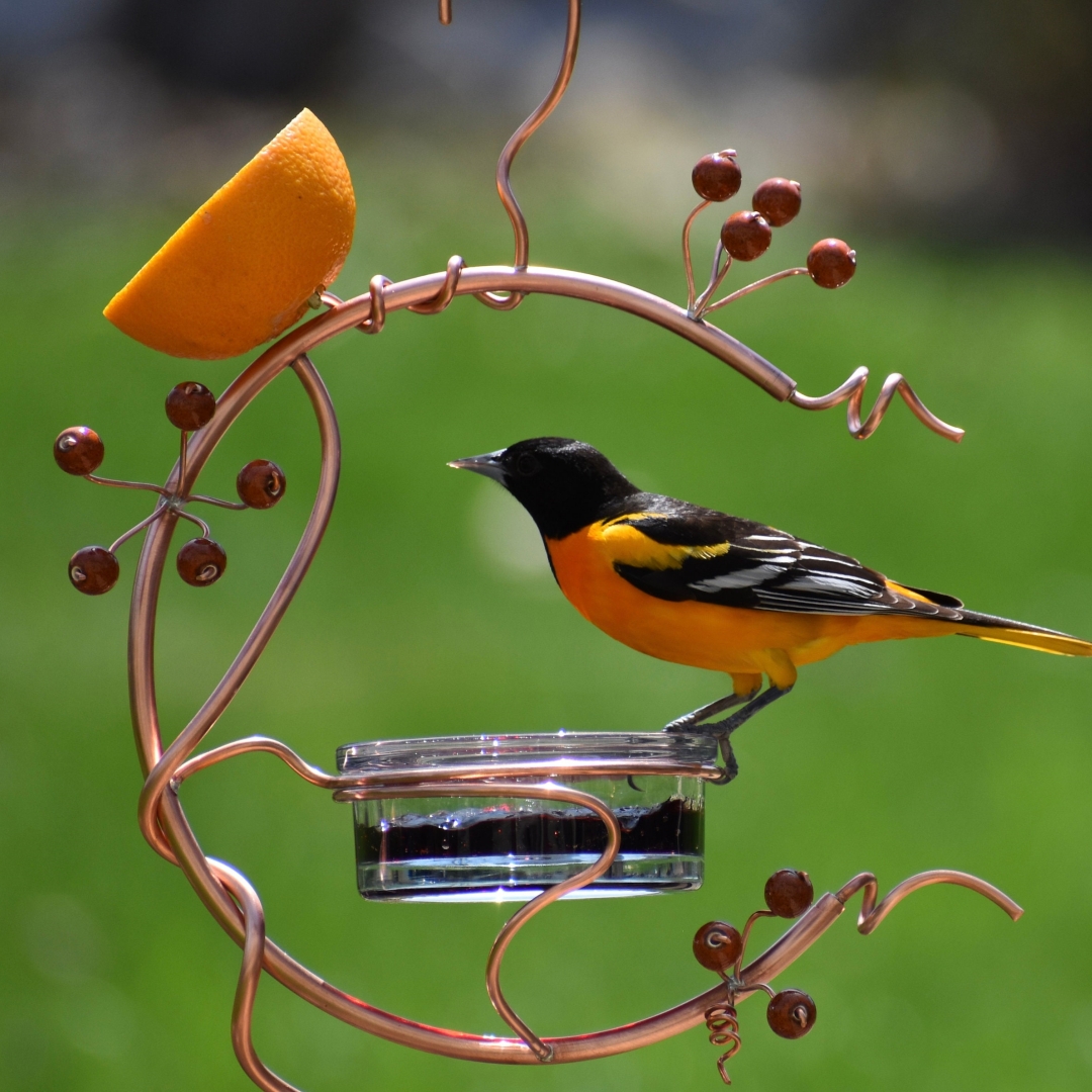 HOT SALE🔥Coppervine Red Berry Hummingbird Feeder