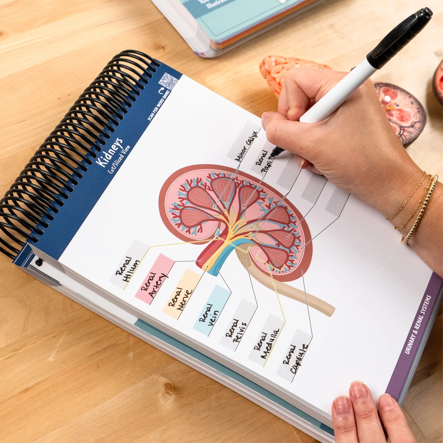 ✨Last Day 50% OFF✨Anatomy Label Lab Workbook