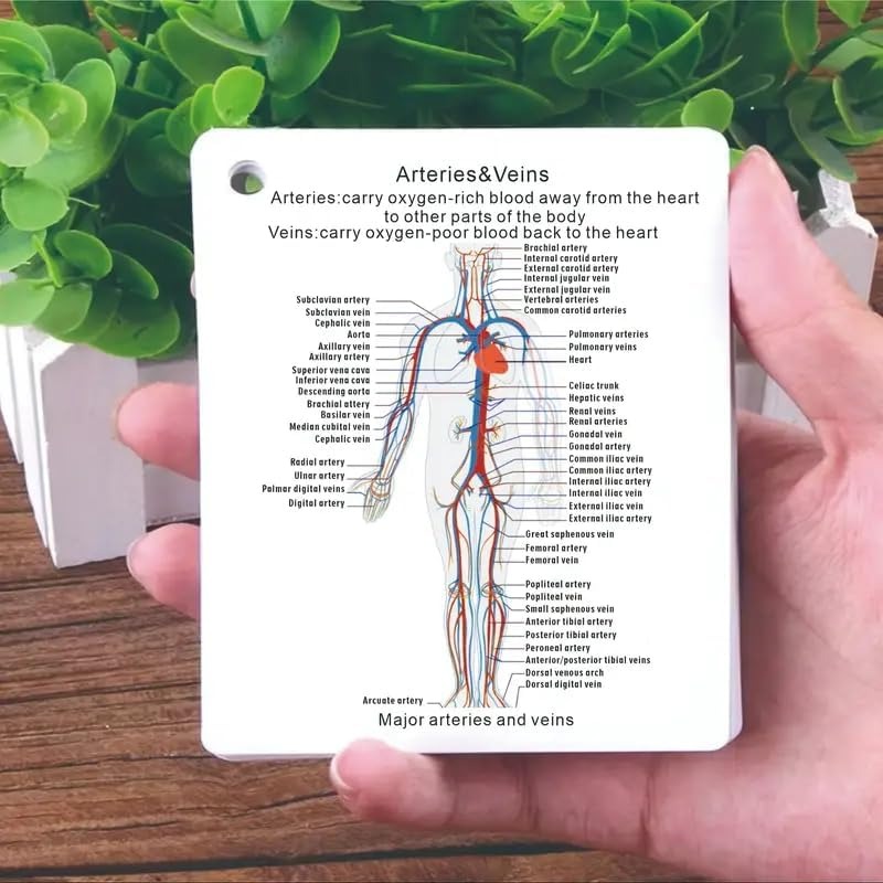 ✨Flash Sale✨Human Body System Anatomy Card,1 Set Medical & Nursing Learning Guide with Rings