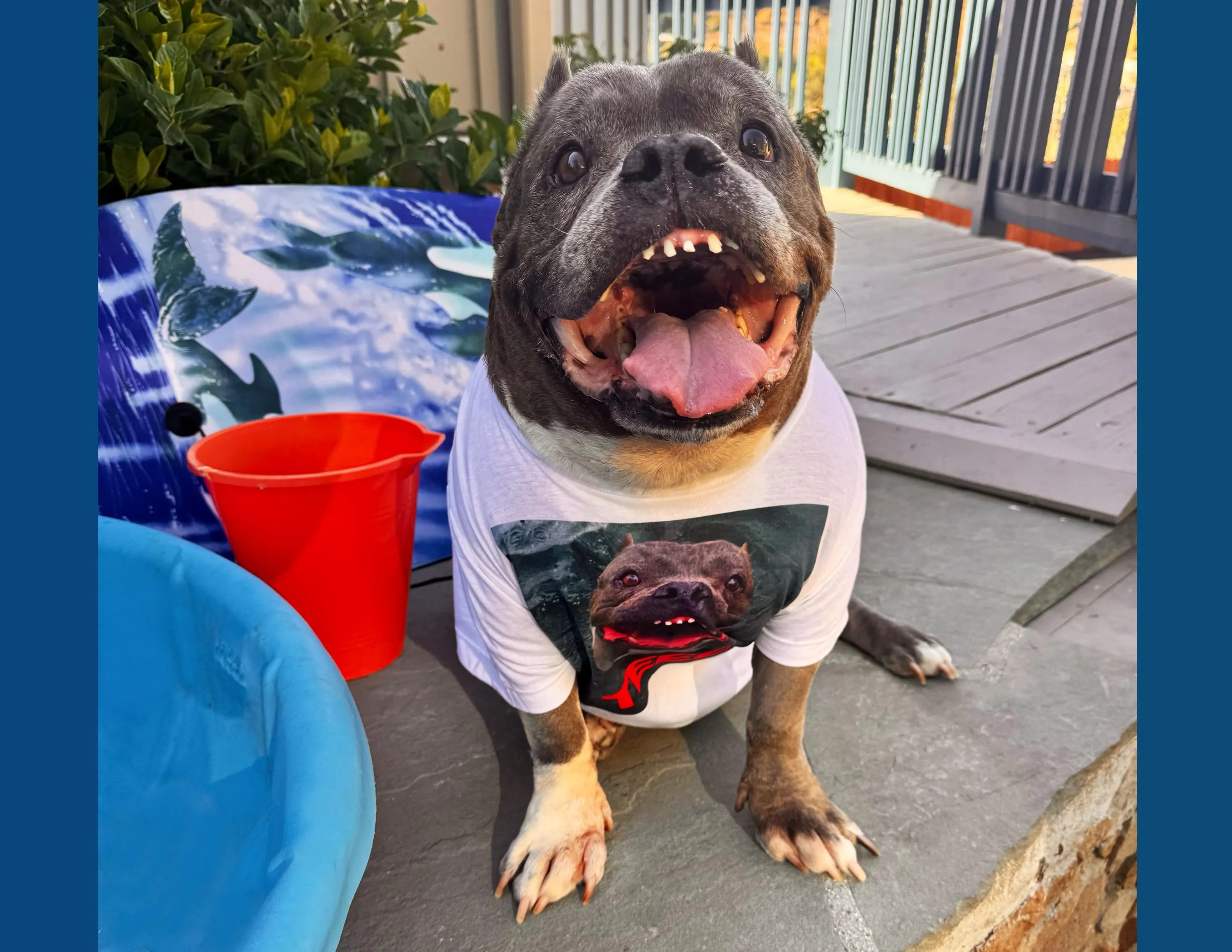 Chonkettes 2026 Calendar🐾🎄