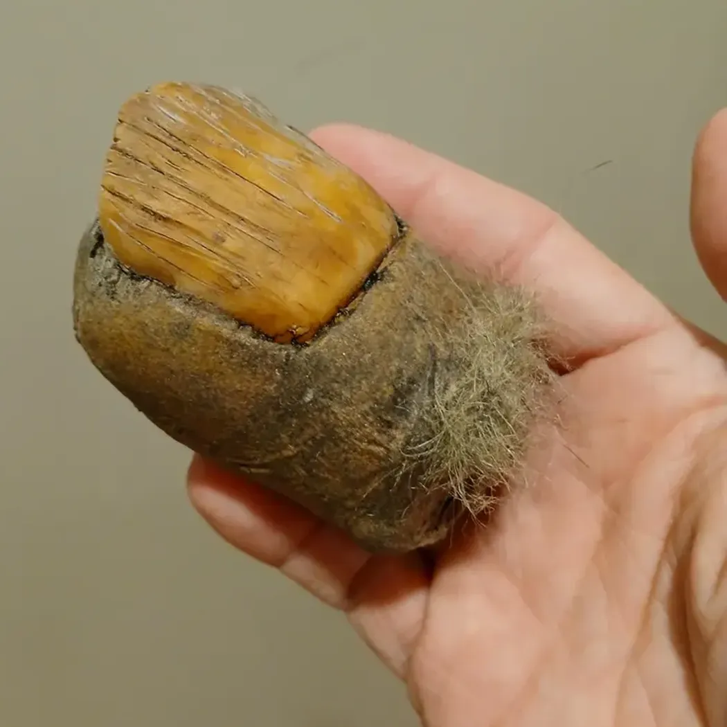Bigfoot Toe Sasquatch
