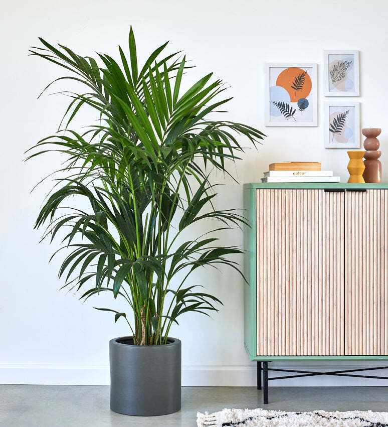 Tall Plant Bundle