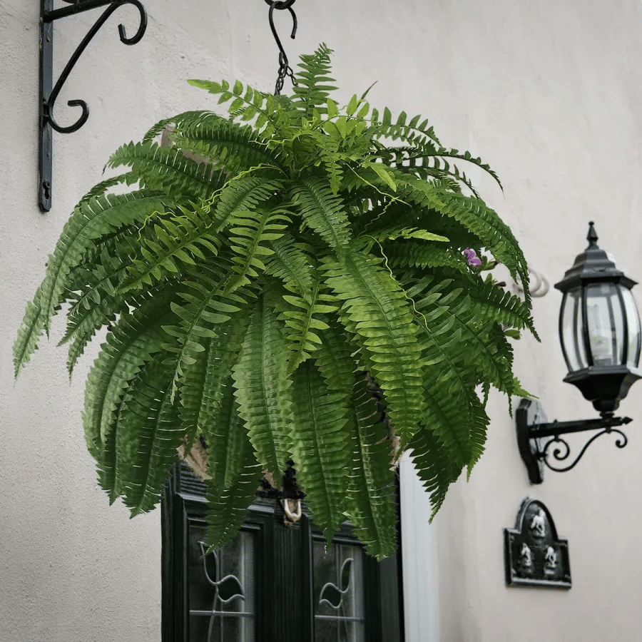 🔥 $9.98 On Sale Only Today 🌱 UV-Resistant Lifelike Artificial Boston Fern