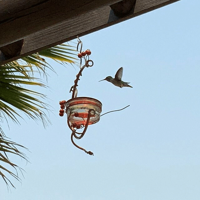 Red Berries Hummingbird Feeder-20% OFF