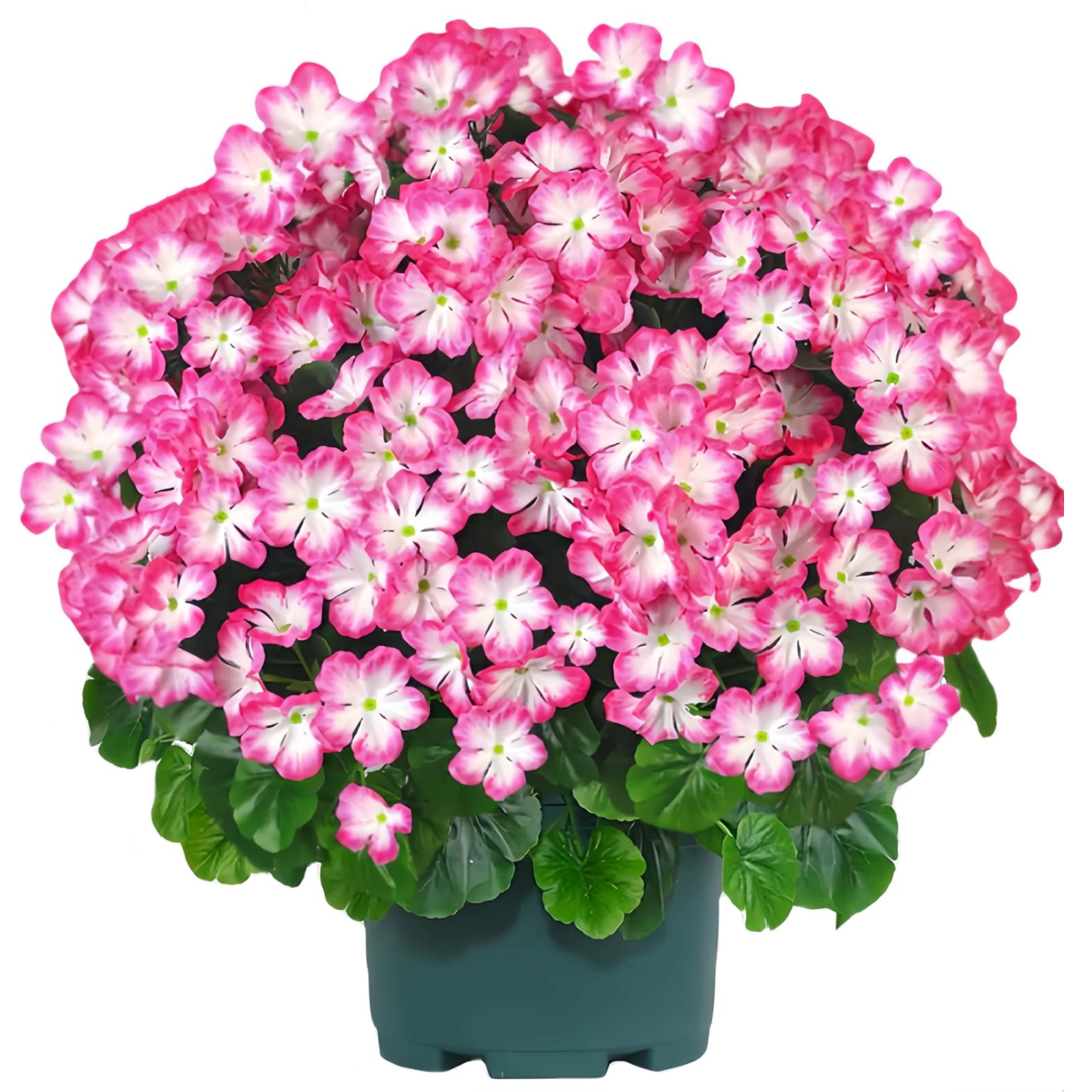 🔥Super Sale - 49% OFF🔥21