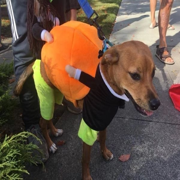 (🎃Early-Halloween Hot Sale-48%OFF) Pet Dog Pumpkin Halloween Costume