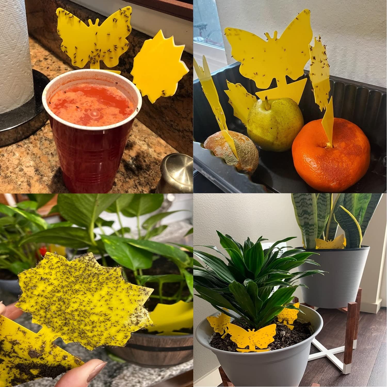 🔥Mother's Day Early Sale-[SAVE 50% OFF]--Double-sided Special-shaped Sticky Insect Trap--BUY 5 SETS GET 5 SETS FREE & FREE SHIPPING