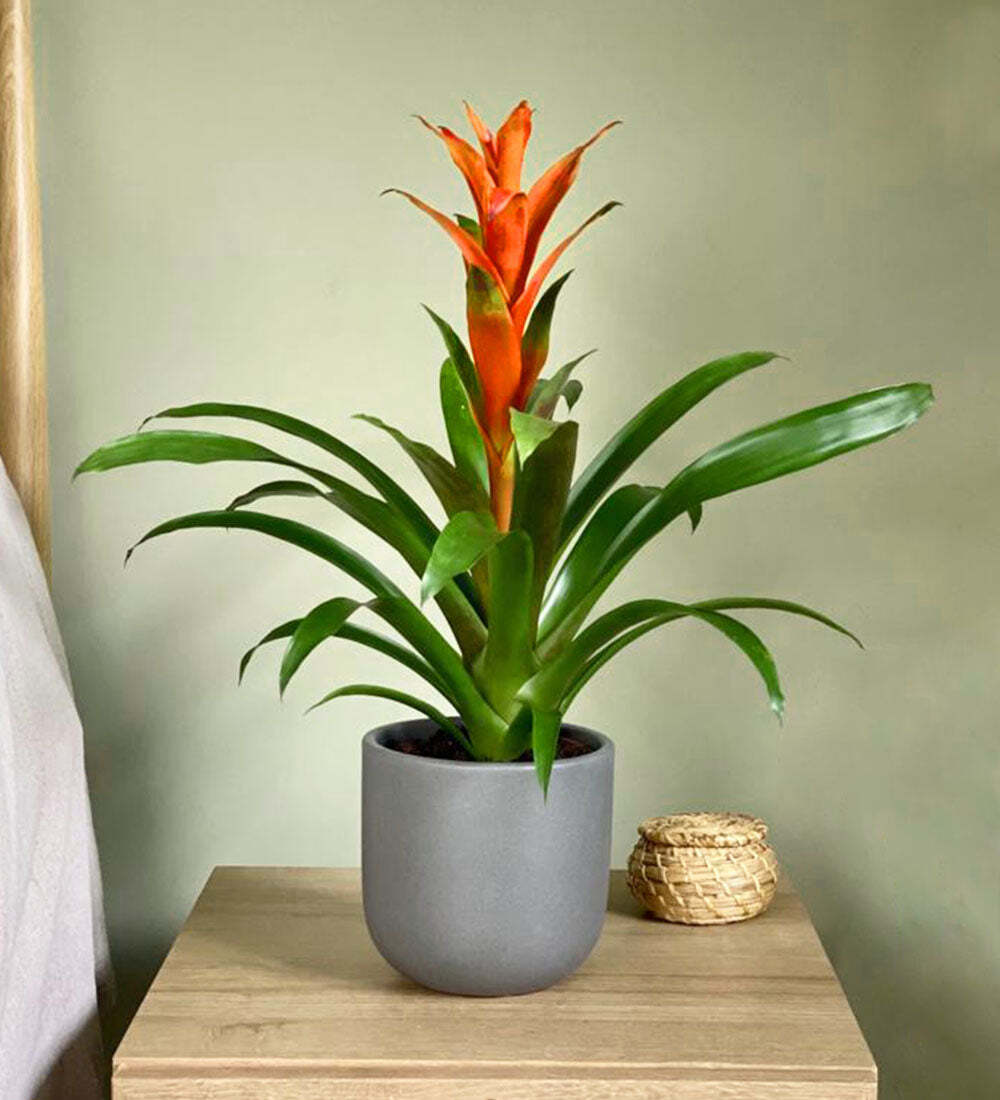 Bromelia Guzmania and Pot