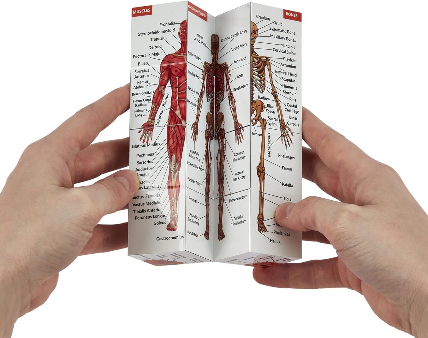 ✨Last Day 50% OFF✨Human Anatomy Study Cube | Study 9 Parts of The Human Body